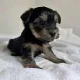 ヨークシャーテリア【三重県・女の子・2024年10月16日・スチールブルー&タン】の写真3