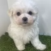 マルチーズ【三重県・男の子・2025年9月21日・ホワイト】の写真3