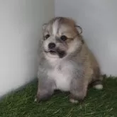 ポメラニアン【三重県・女の子・2025年10月1日・オレンジセーブル】の写真4「【生後30日頃】」