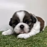 シーズー【三重県・男の子・2025年10月16日・ゴールド&ホワイト】の写真3