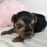 ヨークシャーテリア【三重県・男の子・2025年9月30日・スチールブルー&タン】の写真12