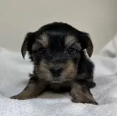 ヨークシャーテリア【三重県・女の子・2024年10月16日・スチールブルー&タン】の写真7