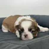 シーズー【三重県・女の子・2025年11月10日・ゴールド&ホワイト】の写真5「生後14日頃」