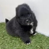 ポメラニアン【三重県・女の子・2025年10月2日・ブラック】の写真3「耳が後ろにいっちゃってます😂」