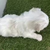 マルチーズ【三重県・男の子・2025年9月21日・ホワイト】の写真8