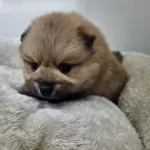 ポメラニアン【三重県・男の子・2025年10月16日・オレンジセーブル】の写真4