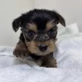 ヨークシャーテリア【三重県・女の子・2024年10月16日・スチールブルー&タン】の写真5