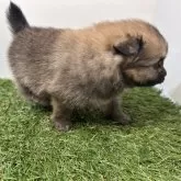 ポメラニアン【三重県・女の子・2025年10月2日・オレンジセーブル】の写真8