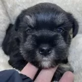 ミニチュアシュナウザー【三重県・女の子・2025年10月6日・ブラック&シルバー】の写真12