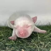 チワワ(ロング)【三重県・男の子・2025年11月5日・クリーム&ホワイト】の写真5「うまれたて🥰」