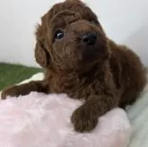 トイプードル(トイ)【三重県・女の子・2025年11月11日・レッド】の写真4