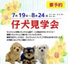 ヨークシャーテリア【三重県・男の子・2025年6月22日・スチールブルー&タン】の写真9「7/19～8/24まで仔犬見学会開催中です🐶ぜひお声がけください！」