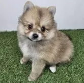 ポメラニアン【三重県・女の子・2025年10月1日・オレンジセーブル】の写真6「【生後50日頃】」