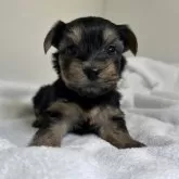 ヨークシャーテリア【三重県・女の子・2024年10月16日・スチールブルー&タン】の写真6