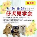 マルチーズ【三重県・女の子・2025年6月19日・ホワイト】の写真7「7/19～8/24まで仔犬見学会開催中です🐶ぜひお声がけください！」