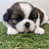 シーズー【三重県・男の子・2025年10月16日・ゴールド&ホワイト】の写真2