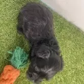 ミニチュアシュナウザー【三重県・男の子・2025年10月25日・ブラック 】の写真6