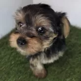 ヨークシャーテリア【三重県・男の子・2025年9月30日・スチールブルー&タン】の写真6