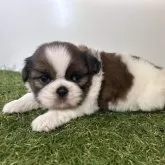 シーズー【三重県・男の子・2025年10月16日・ゴールド&ホワイト】の写真6