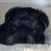 ミニチュアシュナウザー【三重県・女の子・2025年10月6日・ブラック&シルバー】の写真6