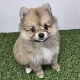 ポメラニアン【三重県・女の子・2025年10月1日・オレンジセーブル】の写真7「【生後50日頃】」