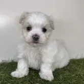 マルチーズ【三重県・女の子・2025年6月19日・ホワイト】の写真2