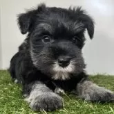 ミニチュアシュナウザー【三重県・女の子・2025年10月6日・ブラック&シルバー】の写真6