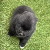 ポメラニアン【三重県・女の子・2025年10月2日・ブラック】の写真9