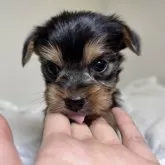 ヨークシャーテリア【三重県・女の子・2024年10月16日・スチールブルー&タン】の写真9