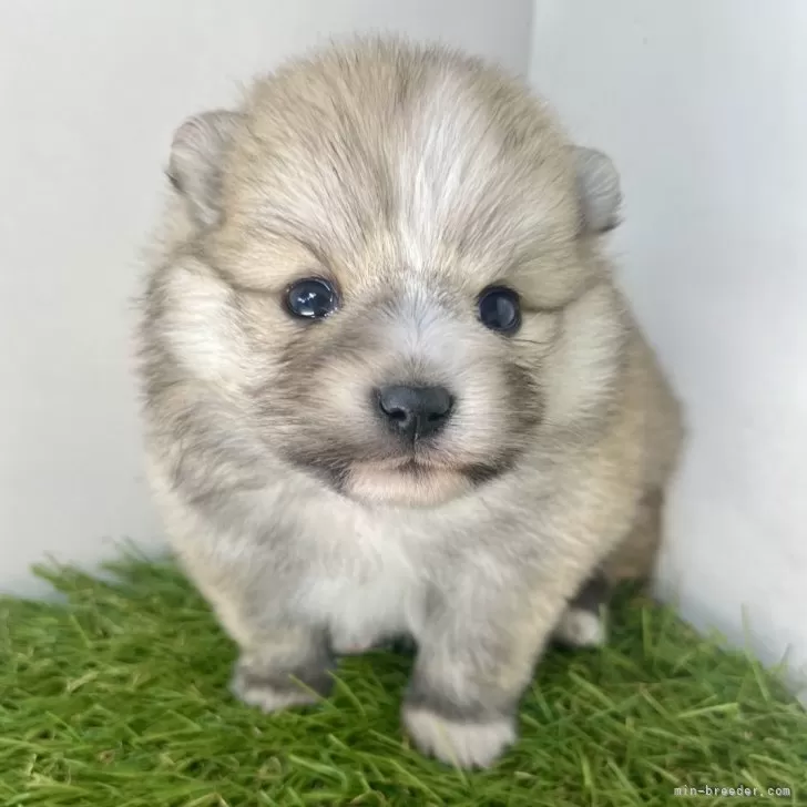 ID:2401-06526の子犬
