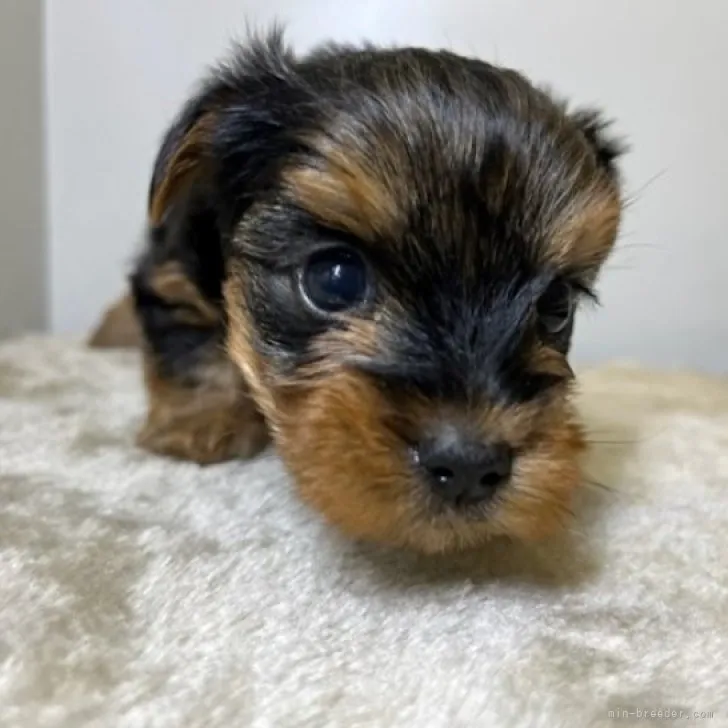 ID：2302-03839の子犬