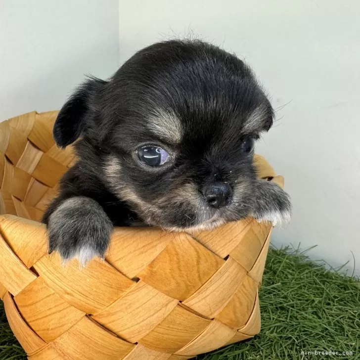 ココ 様のお迎えした子犬