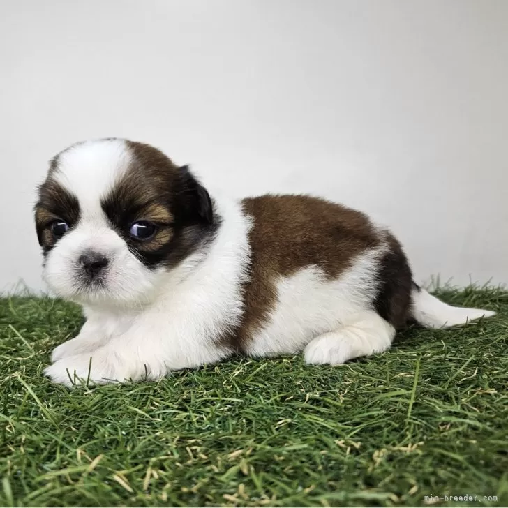 ID:2404-02375の子犬