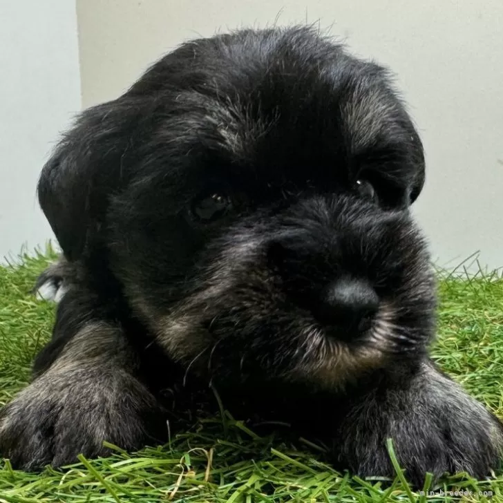 ID：2401-05106の子犬