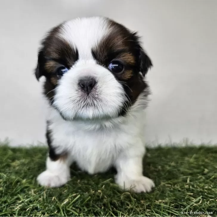 ID：2404-02373の子犬