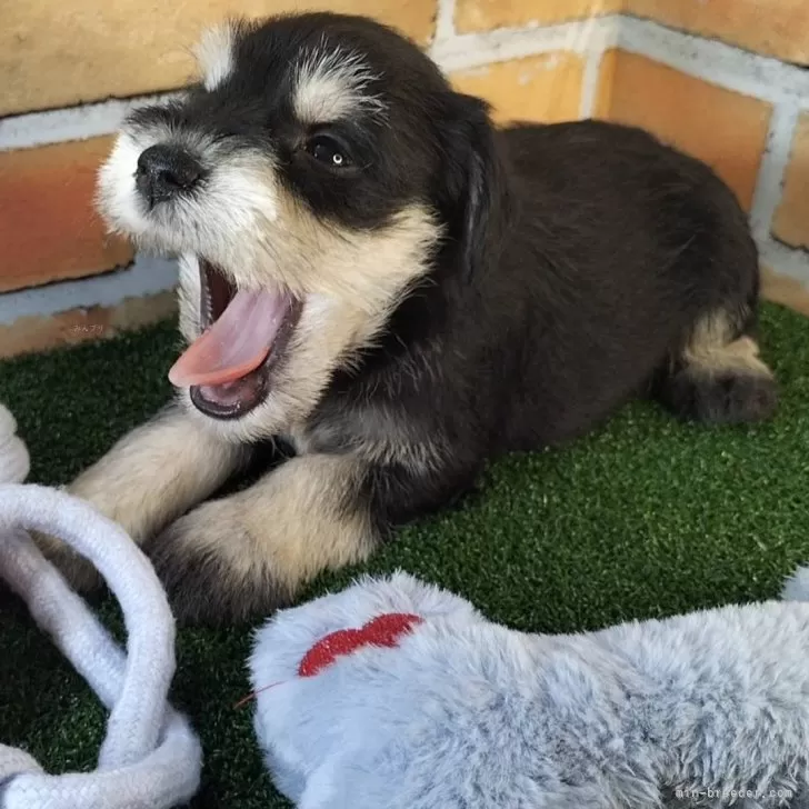 ID：2409-07977の子犬