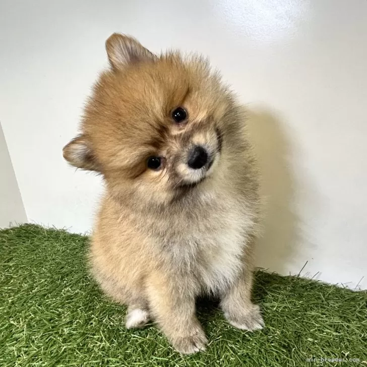 ID：2404-03253の子犬