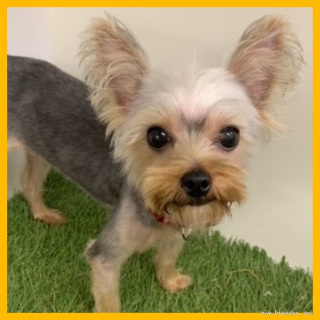 ヨークシャーテリア【・女の子・2021年12月23日・スチールブルー&amp;タン】