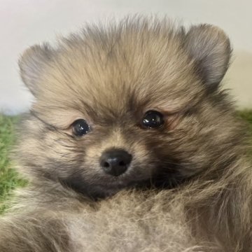 ポメラニアン【三重県・男の子・2024年2月26日・オレンジセーブル】の写真「掲載期間延期中🎀💕」