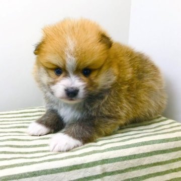 ポメラニアン【三重県・男の子・2023年5月14日・オレンジセーブル】の写真「イケメンなカメラ目線で決まっています」