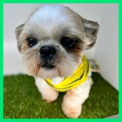 シーズー【・男の子・2021年2月25日・ゴールド&ホワイト】