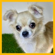 チワワ(ロング)【・女の子・2022年3月6日・フォーン&ホワイト】