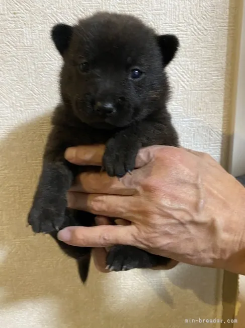 nao 様のお迎えした子犬