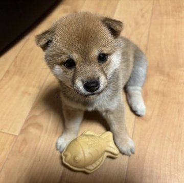 柴犬(豆柴)【熊本県・女の子・2025年7月19日・赤】の写真「おめめくりくりの女の子です」