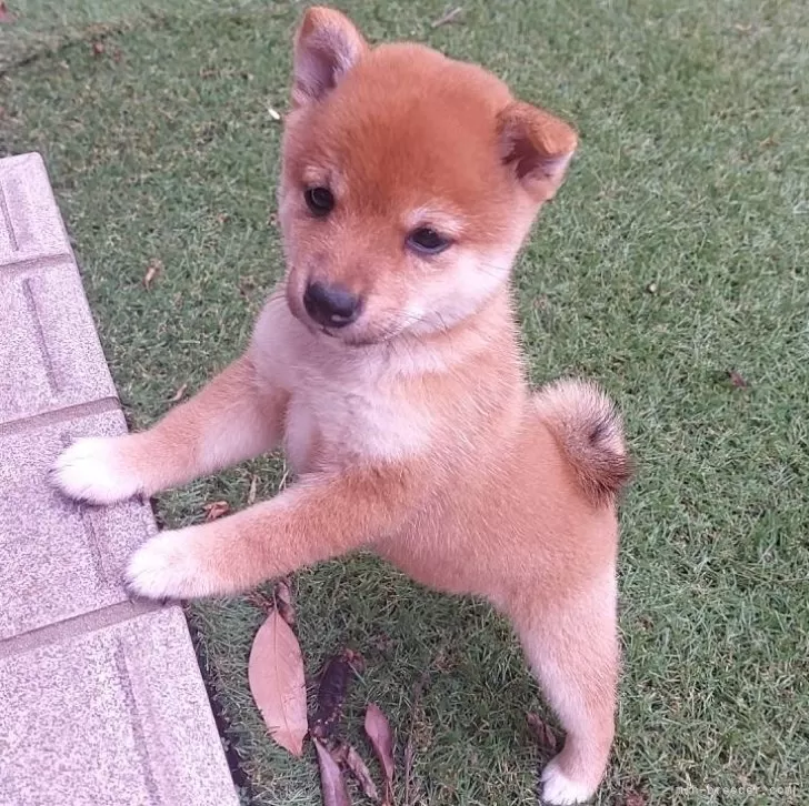 ID:2410-01979の子犬