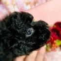 タイニープードル【埼玉県・男の子・2021年1月13日・ブラック】の写真1