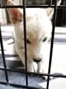 豆柴【福岡県・女の子・2025年6月8日・白】の写真13