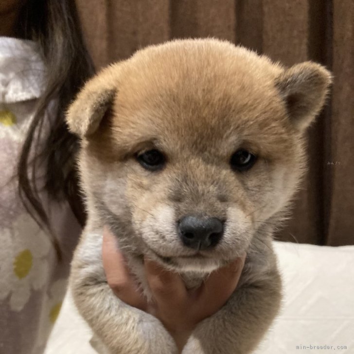 豆柴【福岡県・男の子・2024年11月23日・赤】初売り価格に致し