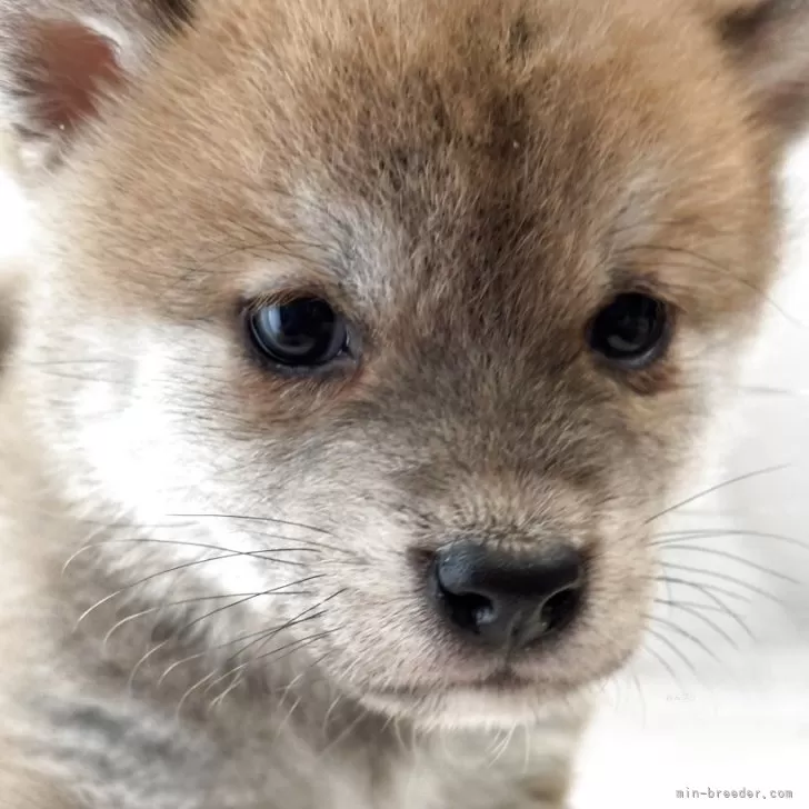 ID:2506-06108の子犬