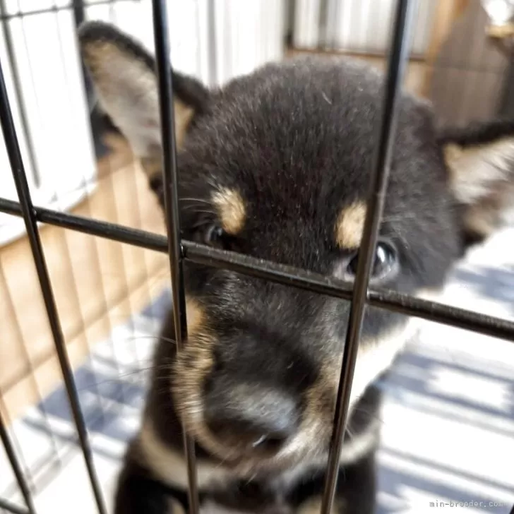 M.S 様のお迎えした子犬